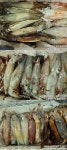 [거제블루]한치랑 오징어랑 밤새 먹물폭탄 쏟아져 세자리수 전원 쿨러조황 오늘 3자리~~