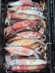 136마리 장원 한치,오징어 쏟아집니다 통영신세계호