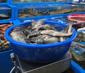 (西)서해조황 - 25년06월03일 대천항봉선장 아이언호 생새우외수질 우럭조황