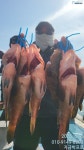 (南)남해조황 - 붉바리낚시 대물5짜만3수~농어85.마리수조황
