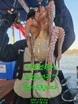 실시간 조황 - 30일 돌문어 2kg외 덩치급들 현장 실시간 조황