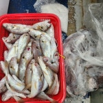 (西)서해조황 - 25년08월03일 대천항봉선장 아이언호 백조기조황