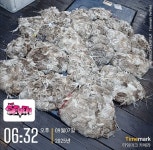 (西)서해조황 - 군산 뉴-세븐호 [25. 9월 7일 쭈꾸미] 사리?그게 먼가요? 먹는건가요?◑◐