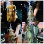 선상(배) / 좌대 조황 655 페이지 > 인터넷바다낚시