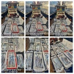 먹물조황 ~2025.09.30 161 페이지 > 인낚ㅣ인터넷바다낚시