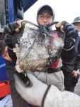 (西)서해조황 - 10/13 신조선 [군산 갤럭시호] 갑오징어 종일반 13인 조황입니다!!
