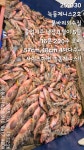 (南)남해조황 - 251030 녹동제니스2호 붉바리외수질 졸업시즌 냉장고털이 5탄 16분 200수 오바 57cm,48cm 4짜다수~ 사이즈하면 녹동제니스!!