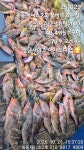 (南)남해조황 - 251029 녹동제니스2호 붉바리외수질 졸업시즌냉장고털이4탄 48,4짜5수포함 170수 오바~~ 평균사이즈 어제보다 업/내일예약중