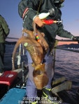 (南)남해조황 - 31일 야간핫핫 조황~ 월요일 야간문어 예약가능(매일야간출항)