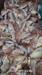 (南)남해조황 - 진해더블피싱 참돔타이라바 초대박 174수 철수조황
