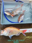 [통영 선외기 태성레저]참돔 꼬라박기 대물 77/65/54/52외 조황