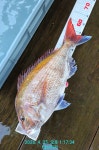 [통영 선외기 태성레저]참돔 꼬라박기 64/61/60/4짜외 부시리83cm 조황