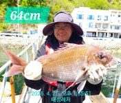 [통영 선외기 태성레저]참돔 꼬라박기 64/61/60/4짜외 부시리83cm 조황