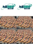 (南)남해조황 -  청룡호 주말 붉바리외수질 모집중