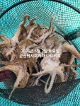 쭈.갑 먹물조황+ - 2일, 날마다~군산 왕쭈꾸미~오늘도 나와요 굿~오늘도 오전/오후반출조~내일도 갑니다~군산 나드리호