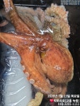 23일 문어 조황 소식 전해드립니다