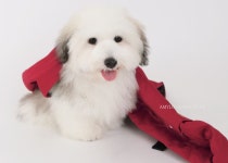 메리 레드데이, 에이미러브즈펫 크리스마스 SALE :: 1300k 천삼백케이 메리 레드데이, 에이미러브즈펫 크리스마스 SALE
