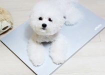 우리 털복숭이 친구들이 더워하지않게 - 쿨매트 :: 1300k 천삼백케이 우리 털복숭이 친구들이 더워하지않게 - 쿨매트