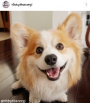 인스타보다가 전ㅡ나 예쁜 강아지 찾았다 : 블레이드 & 소울-NCSOFT 인스타보다가 전ㅡ나 예쁜 강아지 찾았다 :  블레이드 & 소울-NCSOFT