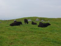 어이 성월씨 나야 삼색띠야 ㅋㅋㅋ : 리니지-NCSOFT