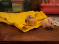 아기쿠거 2번째 인증샷 올립니다! ㅎㅎㅎ - 켄라우헬 : 리니지 - NCSOFT