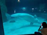 어제 롯데월드 아쿠아리움 다녀왔어요 : 리니지M-NCSOFT