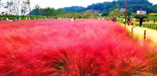 ㅎ : 리니지M-NCSOFT