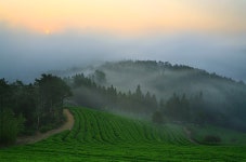 보성녹차밭(대한다원) 여행