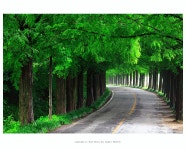 아름다운 메타쉐콰이어 여행