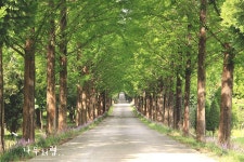 [나주] 메타세콰이어 길에서 여름과 인사하다..