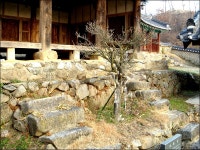 [안동]100년된 무궁화 나무가 있는 예안향교(禮安鄕校)를 가보다...