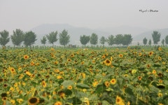 충북 보은 해바라기 마을