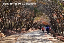 천년사찰 불국사를 품에 안은 토함산 명품 트레킹