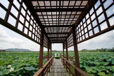 [무안] 회산백련지 / 동양 최대의 백련 자생지, 연꽃의 바다를 가다 !