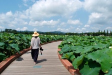 [무안] 회산백련지 / 동양 최대의 백련 자생지, 연꽃의 바다를 가다 !