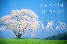 여행 중 단 한장의 사진에 이끌린 적 있나요? 코이와이 목장