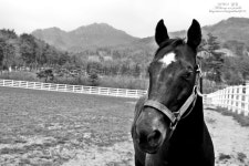 말과 함께 한 장수여행~장수경주마목장과 장수승마체험장