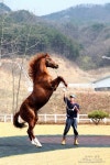 말과 함께 한 장수여행~장수경주마목장과 장수승마체험장