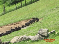 자연방목흑염소농장 평창계촌마을