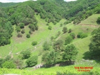 자연방목흑염소농장 평창계촌마을