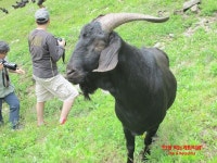 자연방목흑염소농장 평창계촌마을