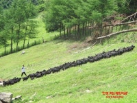 자연방목흑염소농장 평창계촌마을