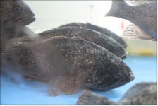 서현역맛집 주문진 활어회와 한우를 동시에 먹을수 있는집