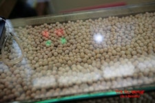 경희대보쌈집 천초청국장