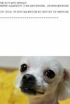 강아지 입술, 대성통곡한 사연