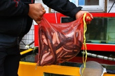 붕장어구이....포항 독도횟집 ...