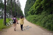 서울 숨은 명소, 하늘공원 메타세콰이어길 출사