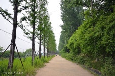 서울 숨은 명소, 하늘공원 메타세콰이어길 출사