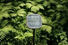 강원도 가족여행 - 아이들이 좋아하는 대관령 양떼목장 !