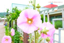 삼척 가볼만한곳, 푸르름의 아름다움 죽서루